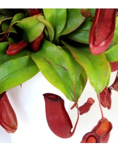 Nepenthes Bloody Mary XL 2