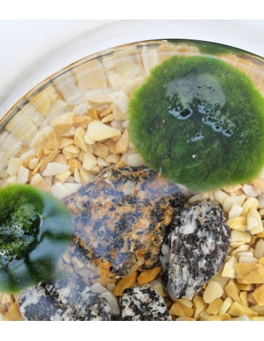 Marimo in vetro