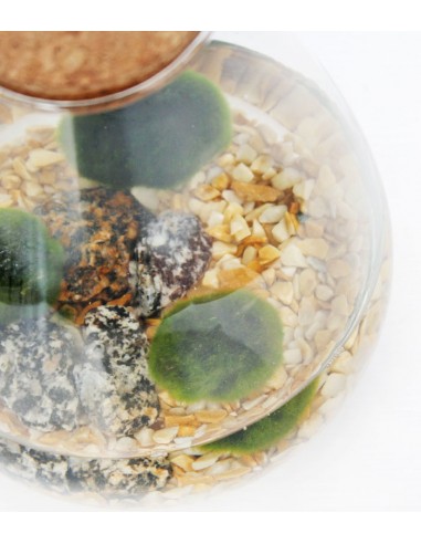 Marimo in vetro