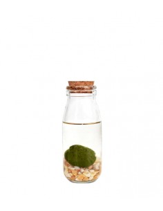 Marimo in vetro