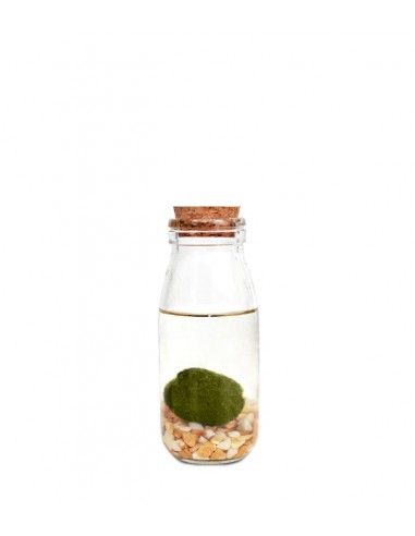 Marimo in vetro