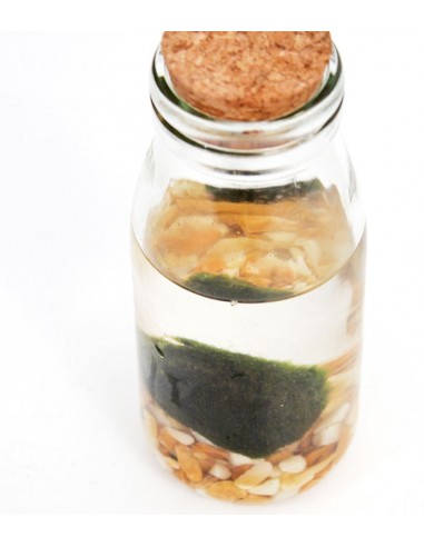 Marimo in vetro Single