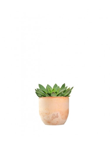 Echeveria Agavoides