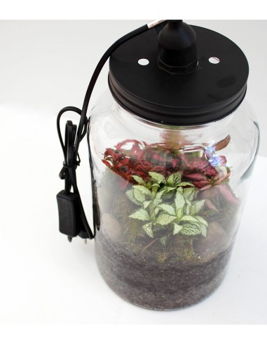 Lampada terrarium con Fittonia