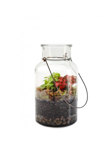 Mix piante fittonia in terrarium