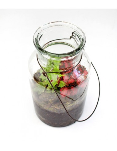 Mix piante verdi in terrarium