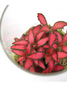 Piante verdi in terrarium... 2
