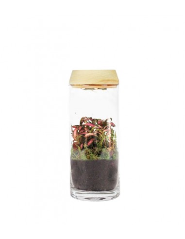 Piante verdi in terrarium con led