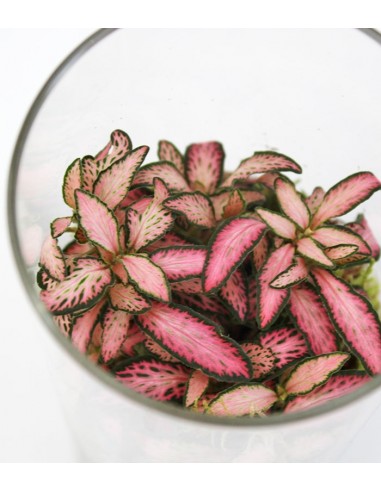 Piante verdi in terrarium con led