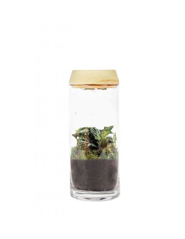 Piante verdi in terrarium con led