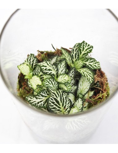 Piante verdi in terrarium con led