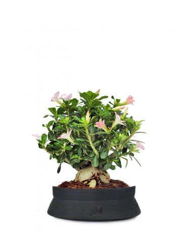 Adenium Obesum | rosa del deserto