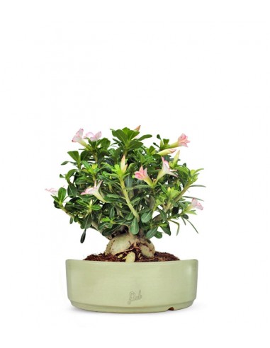 Adenium Obesum | rosa del deserto