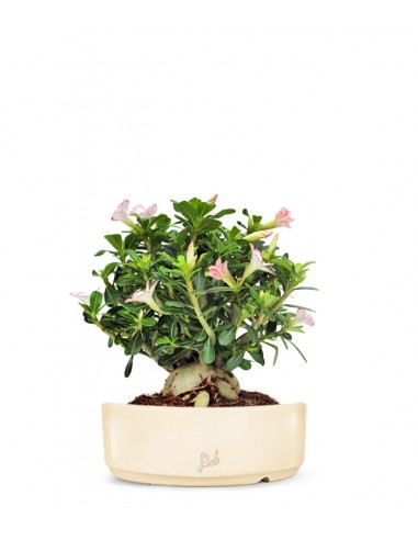 Adenium Obesum | rosa del deserto