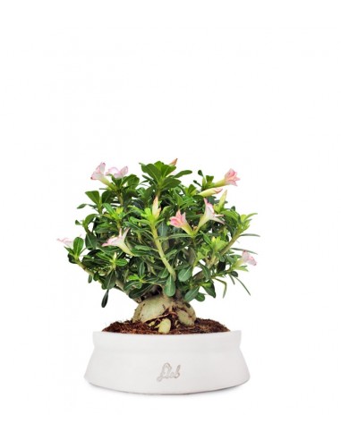 Adenium Obesum | rosa del deserto