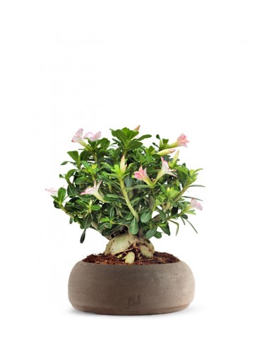 Adenium Obesum | rosa del deserto