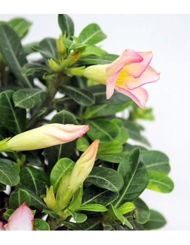Adenium Obesum | rosa del deserto
