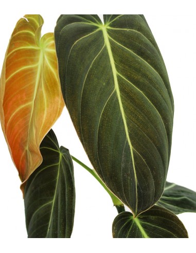 Filodendro melanochrysum