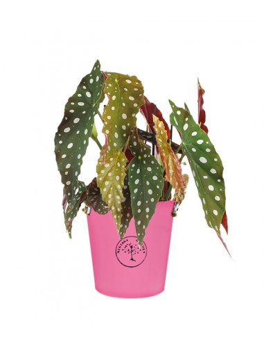Begonia Maculata Wightii vaso 17