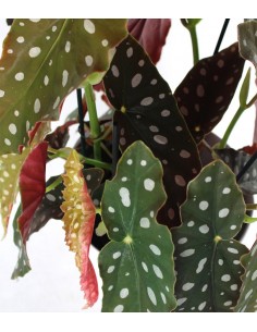 Begonia Maculata Wightii... 2