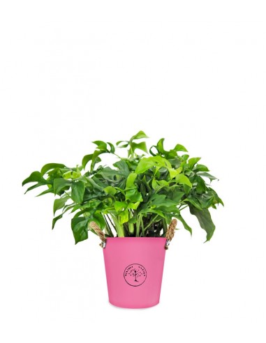 Monstera Minima vaso 17