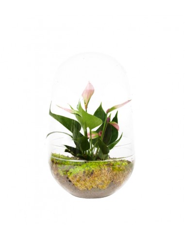 Anthurium uovo in vetro