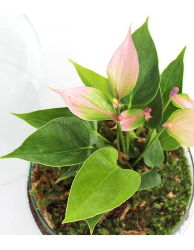 Anthurium uovo in vetro