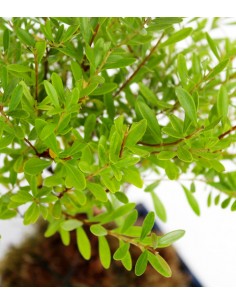 Mirto in kokedama 2