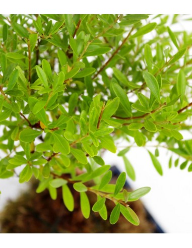 Mirto in kokedama