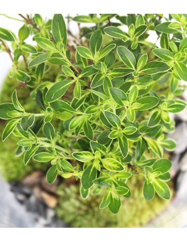Serissa bonsai in terrarium