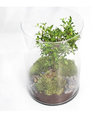 Serissa bonsai in terrarium