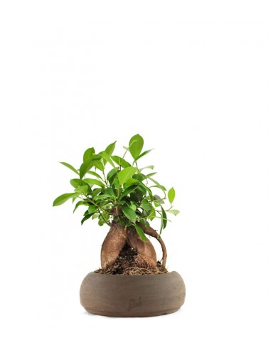 Ficus Retusa Bonsai M