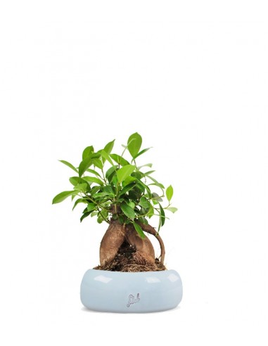 Ficus Retusa Bonsai M