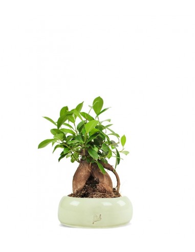 Ficus Retusa Bonsai M