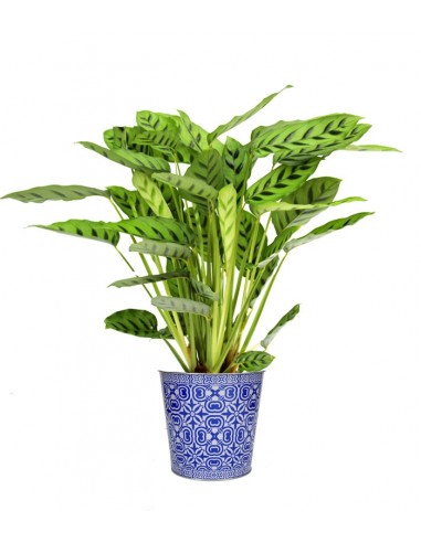 Calathea Leopardina vaso 17