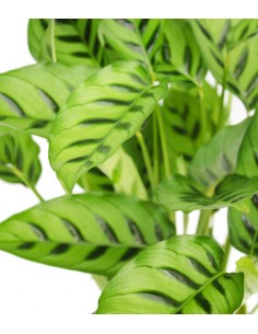 Calathea Leopardina vaso 17 2