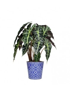Alocasia vaso 17 