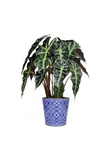 Alocasia vaso 17 
