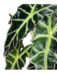 Alocasia vaso 17 2