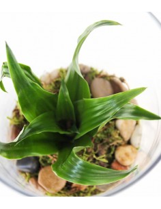 Dracena in vetro 2