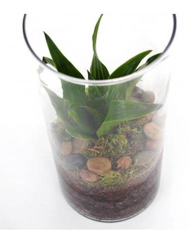 Dracena in vetro