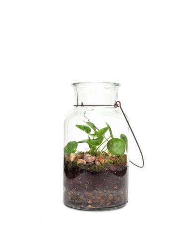 Pilea in terrarium