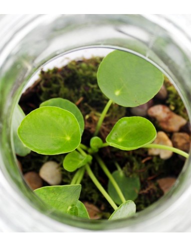 Pilea in terrarium