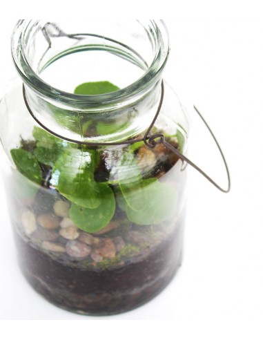 Pilea in terrarium