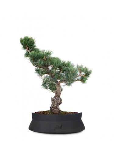 Pino Parviflora Pentaphylla Bonsai L