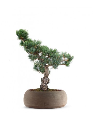 Pino Parviflora Pentaphylla Bonsai L