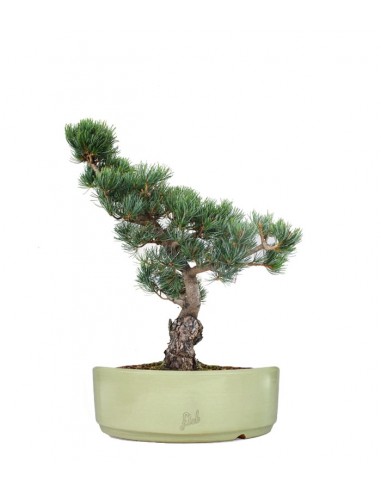 Pino Parviflora Pentaphylla Bonsai L