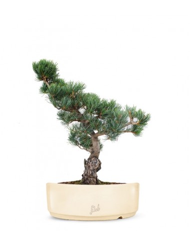 Pino Parviflora Pentaphylla Bonsai L