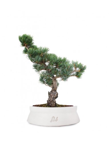 Pino Parviflora Pentaphylla Bonsai L