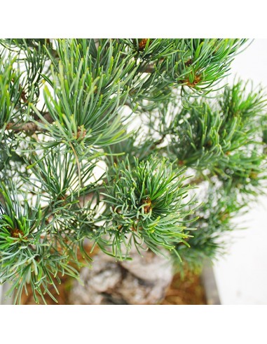Pino Parviflora Pentaphylla Bonsai L